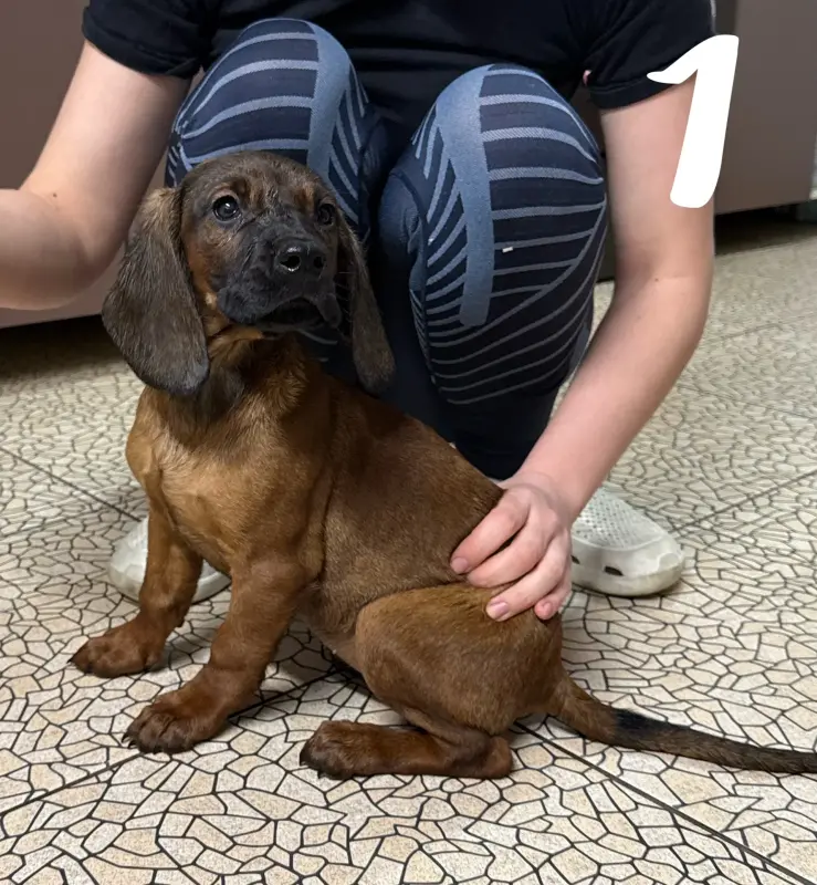 Собаки - Щенки баварской горной гончей - Вся Беларусь - Фото 3 Щенки баварской горной гончей - Вся Беларусь - 238064 - Доска объявлений Kupika.by - Фото 3