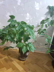 Гибискус (китайская роза) с горшком,высота метр,дл