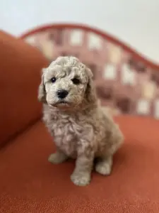 Той-пудель крем