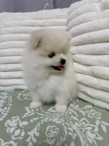 Померанский шпиц мальчики(для брони)