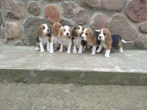 Бигль продажа щенков