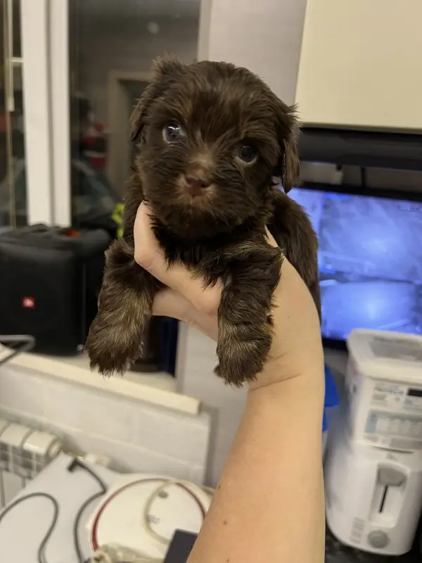 Щенки бивер-йорк и йорк разные окрасы доставка рб