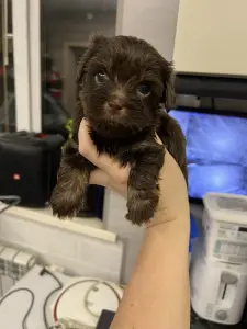 Щенки бивер-йорк и йорк разные окрасы доставка рб