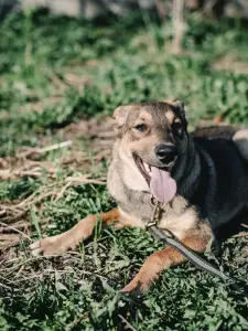 Щенки из усыпалки в дар! Ищут дом или передержку!