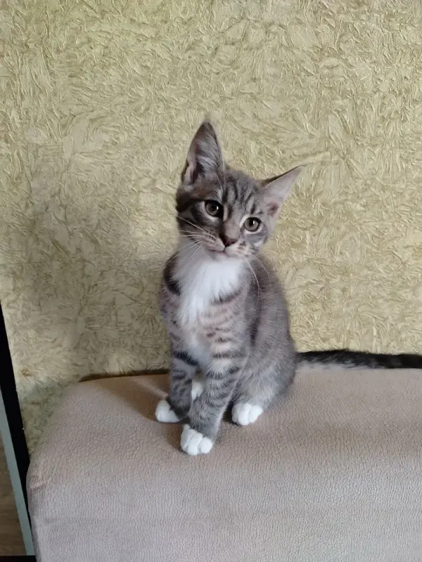 Милые котята мейн-кун, метисы. - Вся Беларусь - 236391 - Доска объявлений Kupika.by - Фото 4