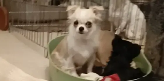 Чихуахуа - Вся Беларусь - 235791 - Доска объявлений Kupika.by - Фото 2