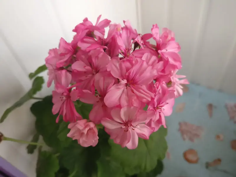 Герань цветущая розовой окраски Occold Lagoon - Вся Беларусь - 236038 - Доска объявлений Kupika.by - Фото 4