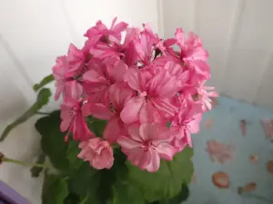 Герань цветущая розовой окраски Occold Lagoon