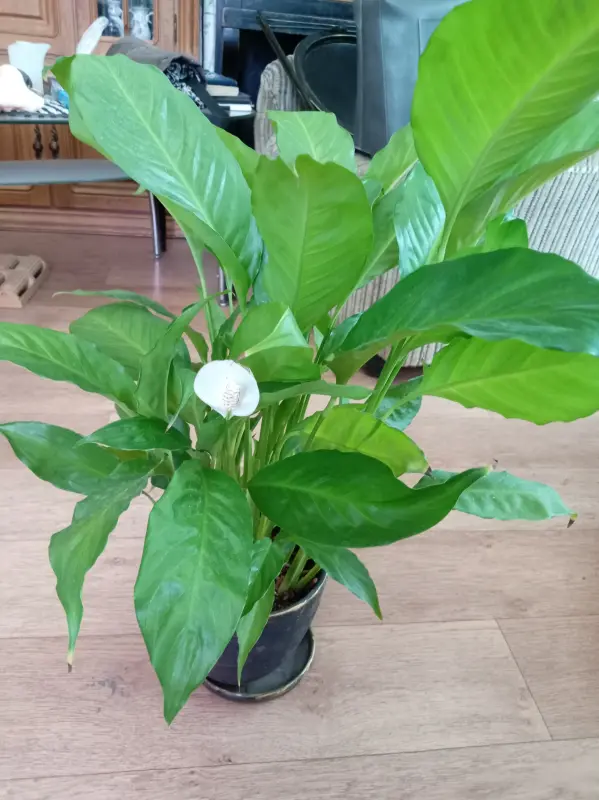 Спатифиллум (женское счастье)