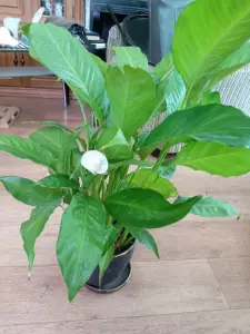 Спатифиллум (женское счастье)