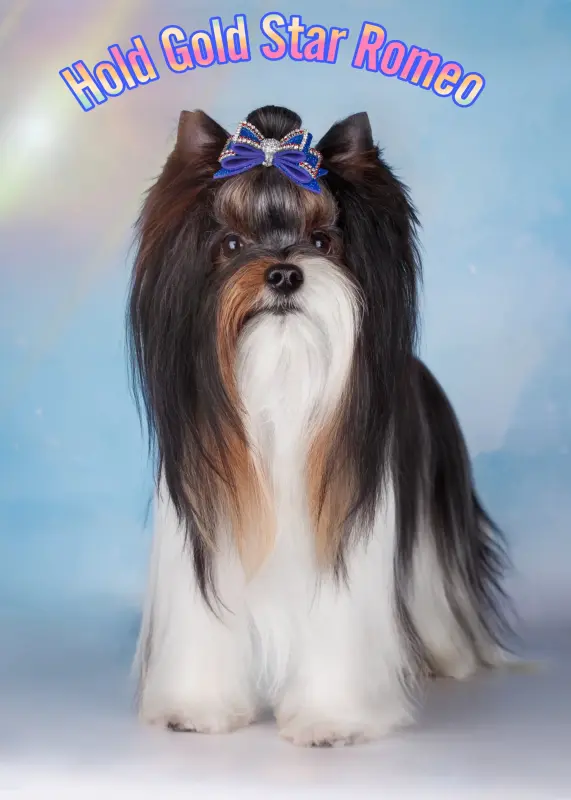 Бивер йорк - Яновичи - 235939 - Доска объявлений Kupika.by - Фото 4