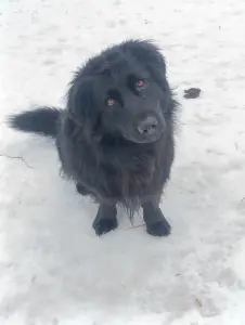 Собака в дар