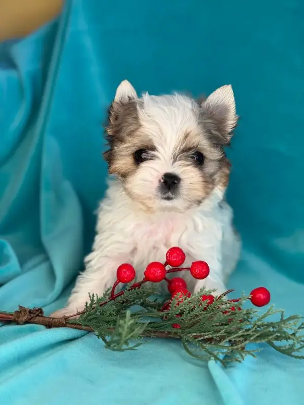 Мальчик очень мини блюбери доставка по рб