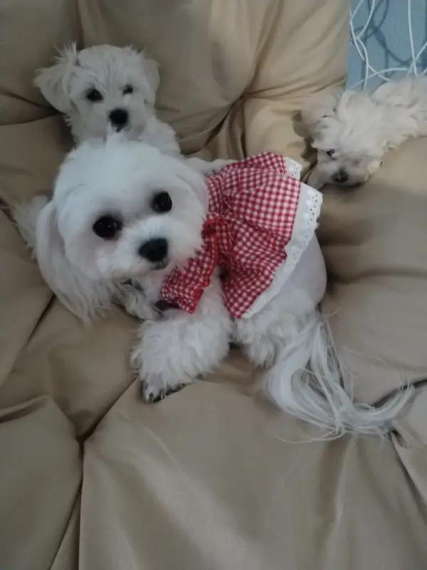 Мальтезе, 2месяца, мини - Вся Беларусь - 237607 - Доска объявлений Kupika.by - Фото 2