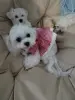 Собаки - Мальтезе, 2 месяца, мини - Минск - Фото 2 Мальтезе, 2 месяца, мини - Минск - 237607 - Доска объявлений Kupika.by - Фото 2
