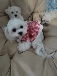 Мальтезе, 2 месяца, мини