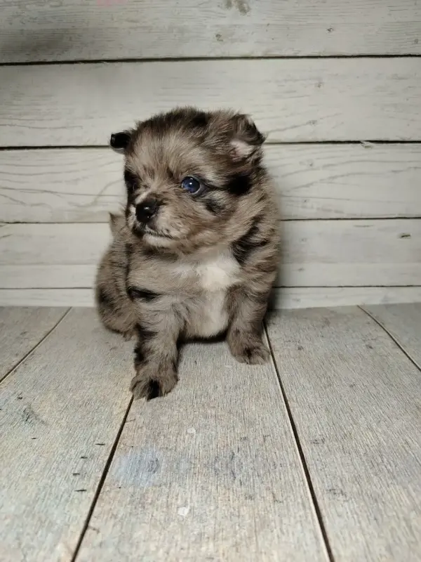 Померанский шпиц, щенки с самым изысканным окрасом! - Вся Беларусь - 238534 - Доска объявлений Kupika.by - Фото 4