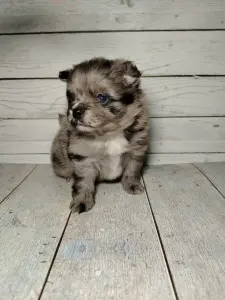 Померанский шпиц, щенки с самым изысканным окрасом!