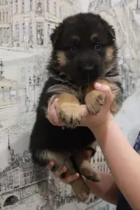 щенки чистокровных немцев с родословной БКО