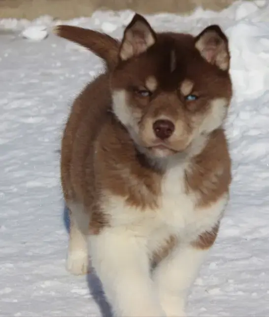 Собаки - Домашние питомцы - Полоцк Домашние питомцы - Полоцк - 217009 - Доска объявлений Kupika.by