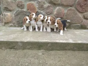 Бигль продажа щенков