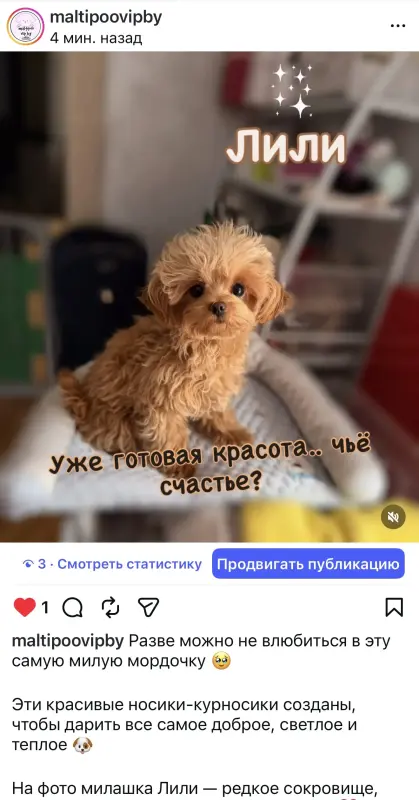 Мини мальтипу подрощенный мальчик и девочка - Вся Беларусь - 224719 - Доска объявлений Kupika.by - Фото 5