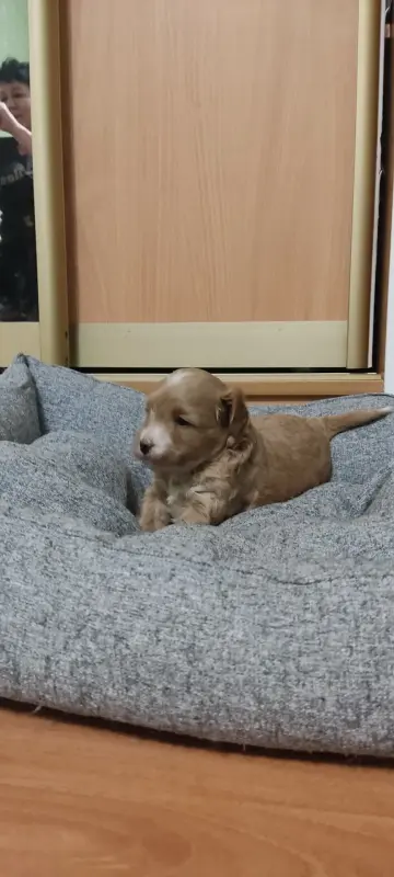 Продажа щенков мальтипу