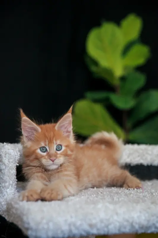 мальчик мейн-кун - Житковичи - 238495 - Доска объявлений Kupika.by - Фото 3