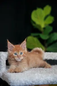 мальчик мейн-кун