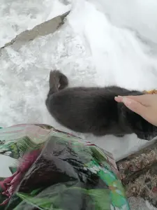 После смерти хозяйки один остался