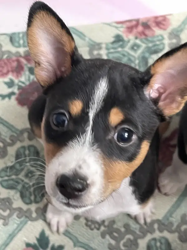 Щенки Басенджи, породистые - Вся Беларусь - 237009 - Доска объявлений Kupika.by - Фото 3