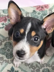 Щенки Басенджи, породистые