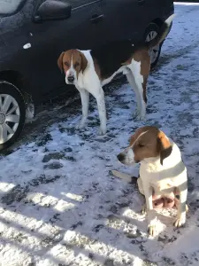 Щенки англо-русской гончей