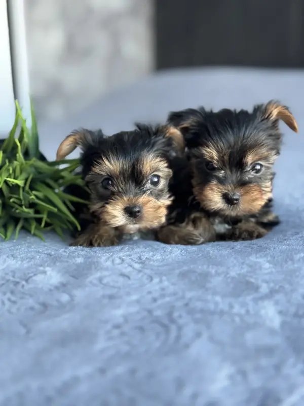 Собаки - Йоркширский терьер - Вся Беларусь - Фото 6 Йоркширский терьер - Вся Беларусь - 236910 - Доска объявлений Kupika.by - Фото 6