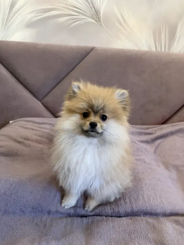 Щенки померанского шпица - Вся Беларусь - 237950 - Доска объявлений Kupika.by - Фото 2