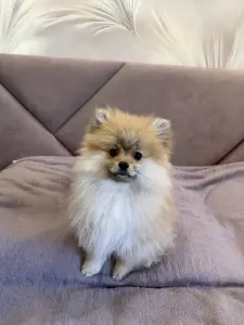 Щенки померанского шпица