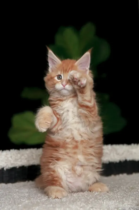 Кошки - Чистокровный Мальчик МЕЙН-КУН - Вся Беларусь - Фото 4 Чистокровный Мальчик МЕЙН-КУН - Вся Беларусь - 238285 - Доска объявлений Kupika.by - Фото 4