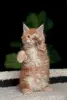 Кошки - Чистокровный Мальчик МЕЙН-КУН - Вся Беларусь - Фото 4 Чистокровный Мальчик МЕЙН-КУН - Вся Беларусь - 238285 - Доска объявлений Kupika.by - Фото 4