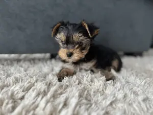 Йоркширский терьер