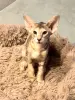 Ориентальная Кошечка - Вся Беларусь - 237189 - Доска объявлений Kupika.by - Фото 2