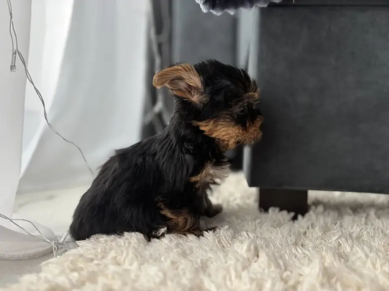 Йоркширский терьер - Вся Беларусь - 237623 - Доска объявлений Kupika.by - Фото 9