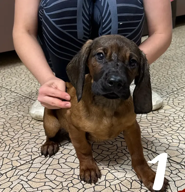 Собаки - Щенки баварской горной гончей - Вся Беларусь - Фото 2 Щенки баварской горной гончей - Вся Беларусь - 238064 - Доска объявлений Kupika.by - Фото 2