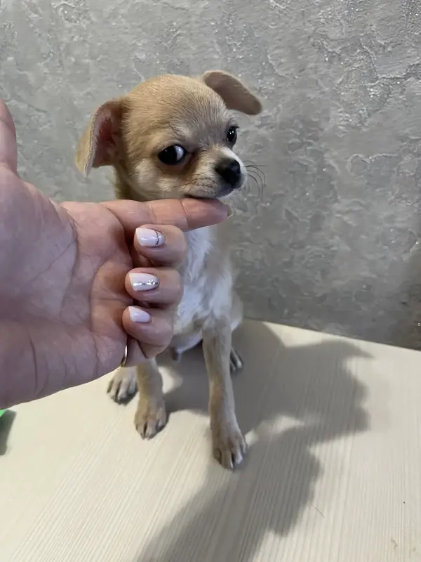 Чихуахуа - Вся Беларусь - 236412 - Доска объявлений Kupika.by - Фото 2