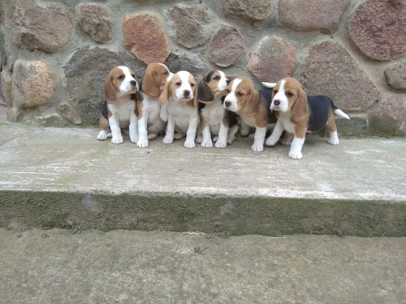 Собаки - Бигль продажа щенков - Вся Беларусь - Фото 4 Бигль продажа щенков - Вся Беларусь - 236825 - Доска объявлений Kupika.by - Фото 4