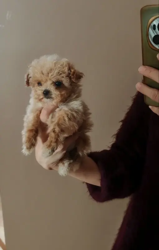 Собаки - Мальтипу - Вся Беларусь Мальтипу - Вся Беларусь - 237107 - Доска объявлений Kupika.by