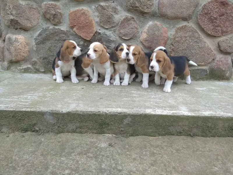 Собаки - Бигль продажа щенков - Вся Беларусь - Фото 2 Бигль продажа щенков - Вся Беларусь - 236825 - Доска объявлений Kupika.by - Фото 2