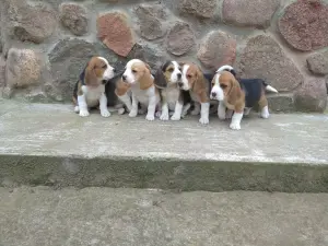 Бигль продажа щенков