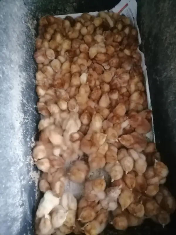 Циплята суточные