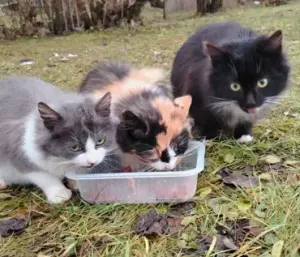 SOS! Котята на даче ищут дом или передержку! В дар