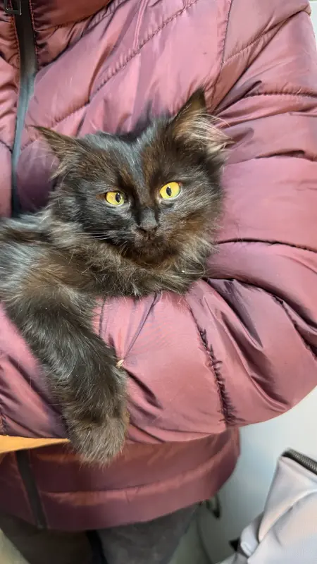 Кошка Пушинка (девочка, около 5 месяцев) ищет дом - Зеленый Бор - 235404 - Доска объявлений Kupika.by - Фото 2